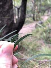 Acacia simsii