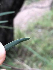 Acacia simsii