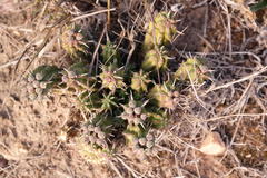 Euphorbia mammillaris