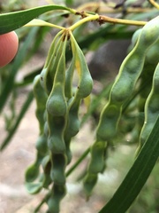 Acacia simsii
