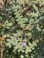 Solanum pyracanthos