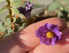 Solanum pyracanthos