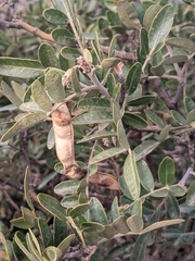 Dermatophyllum arizonicum