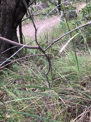Acacia simsii