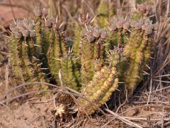 Euphorbia mammillaris