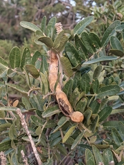 Dermatophyllum arizonicum