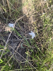 Jasminum simplicifolium