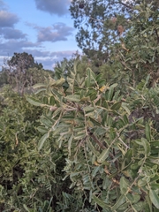 Dermatophyllum arizonicum