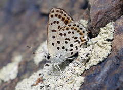 Lycaena margelanica