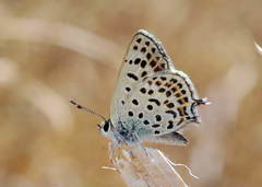 Lycaena margelanica