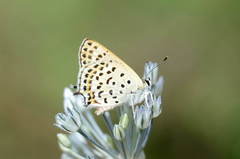 Lycaena margelanica
