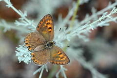 Lycaena margelanica