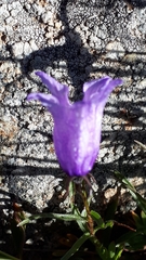 Campanula excisa