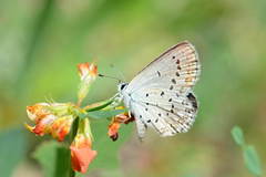 Plebejus argiva