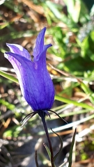 Campanula excisa