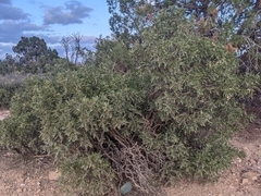 Dermatophyllum arizonicum