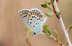 Plebejus maracandicus caspicus