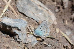 Polyommatus actinides