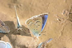 Polyommatus magnificus