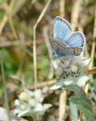 Polyommatus eros