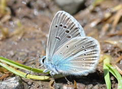 Polyommatus juldusus kasachstanus