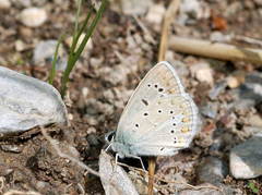 Polyommatus phyllides kentauensis