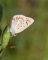 Polyommatus phyllides kentauensis