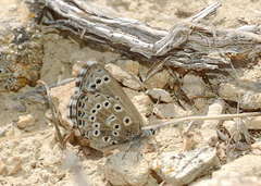 Pseudophilotes panope