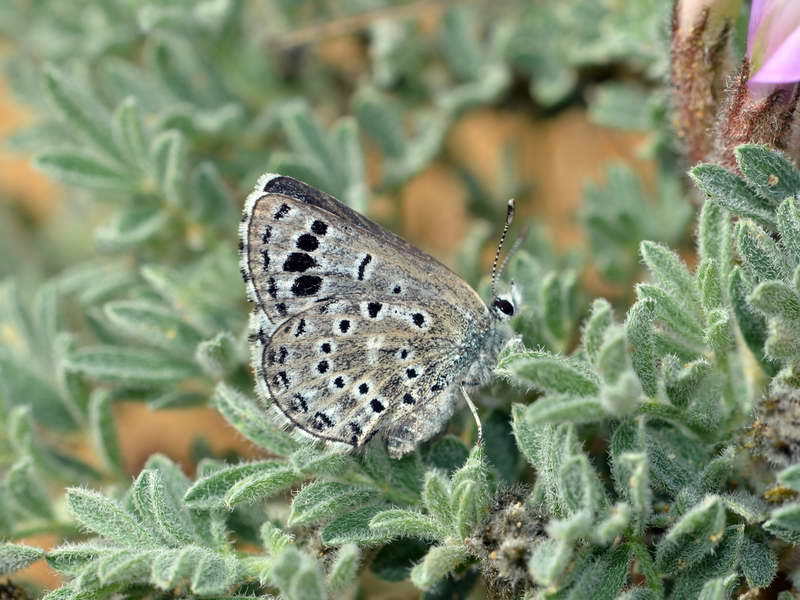 Pseudophilotes panope