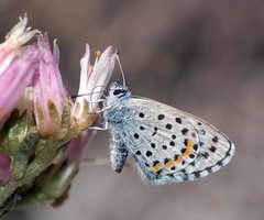 Pseudophilotes vicrama