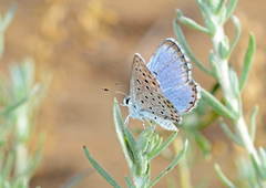 Pseudophilotes astabene