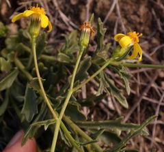 Senecio crassiusculus