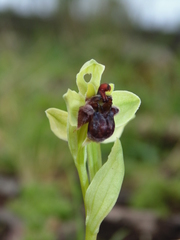 Ophrys bombyliflora