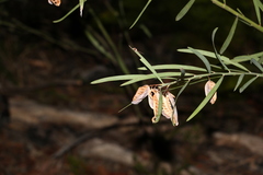 Acacia suaveolens