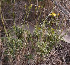 Senecio crassiusculus