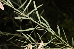 Acacia suaveolens