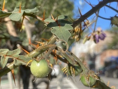 Solanum pyracanthos