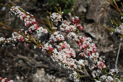 Micromyrtus sessilis