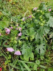 Malva moschata