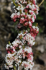 Micromyrtus sessilis