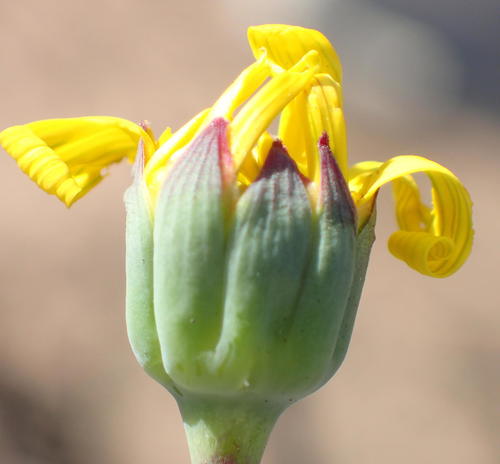 Othonna auriculifolia