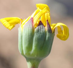 Othonna auriculifolia