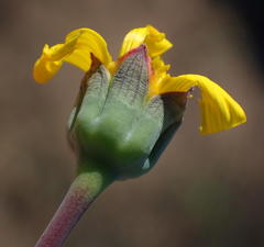 Othonna auriculifolia
