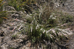 Micromyrtus sessilis