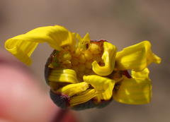 Othonna auriculifolia