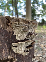 Daedaleopsis styracina