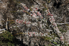 Micromyrtus sessilis