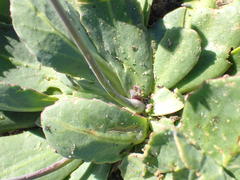 Othonna auriculifolia
