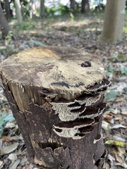 Daedaleopsis styracina