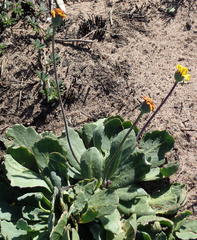Othonna auriculifolia